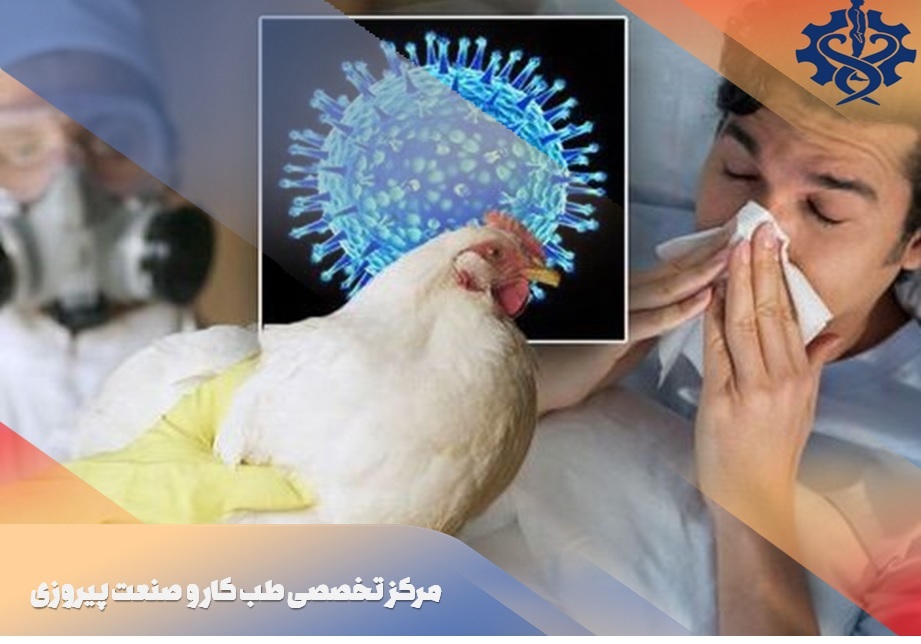 آیا آنفلوانزای پرندگان به انسان سرایت میکند
